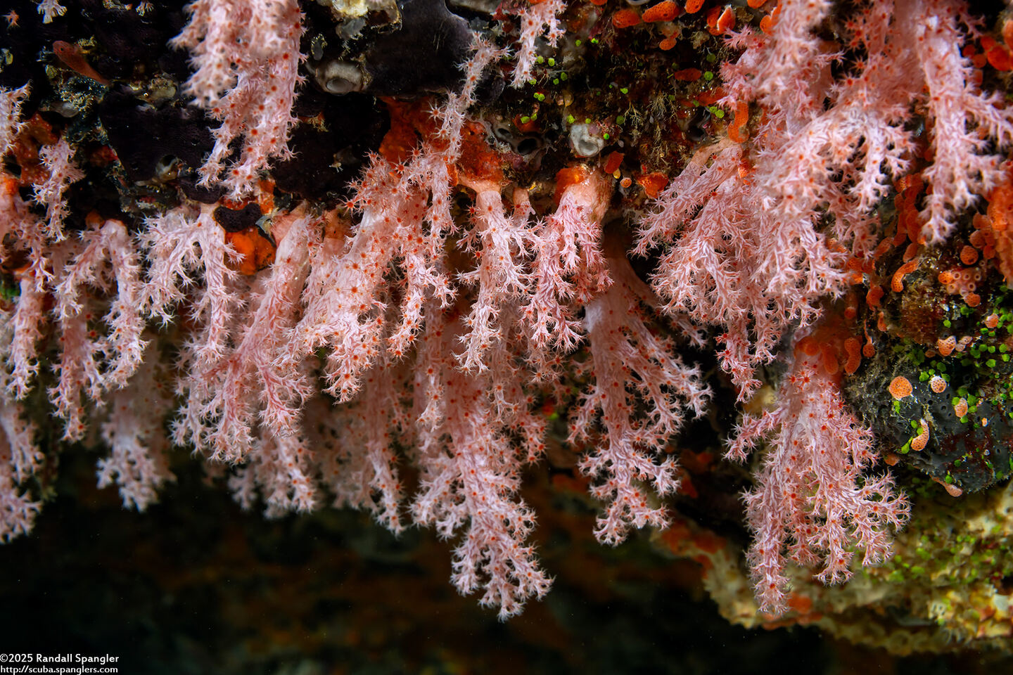 Scleronephthya sp.1 (Scleronephthya sp.1)