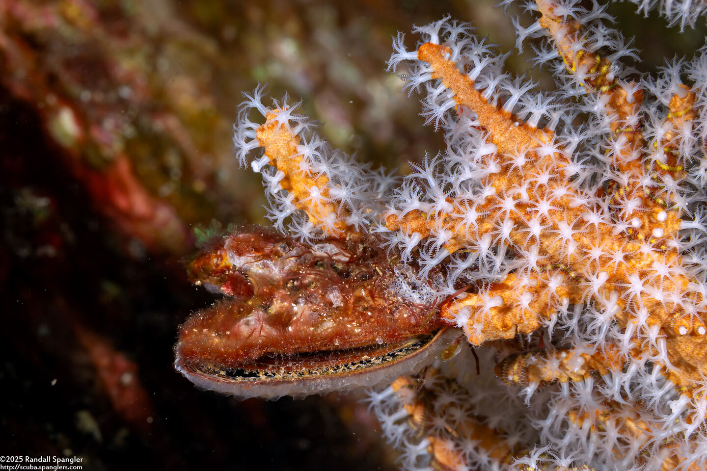 Pteria penguin (Common Wing Oyster)