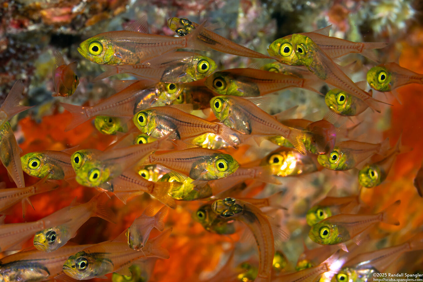 Parapriacanthus ransonneti (Golden Sweeper)