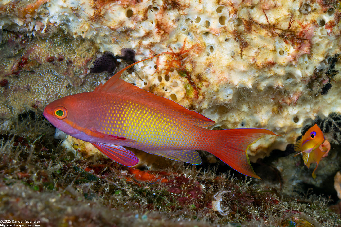 Pseudanthias squamipinnis (Scalefin Anthias)