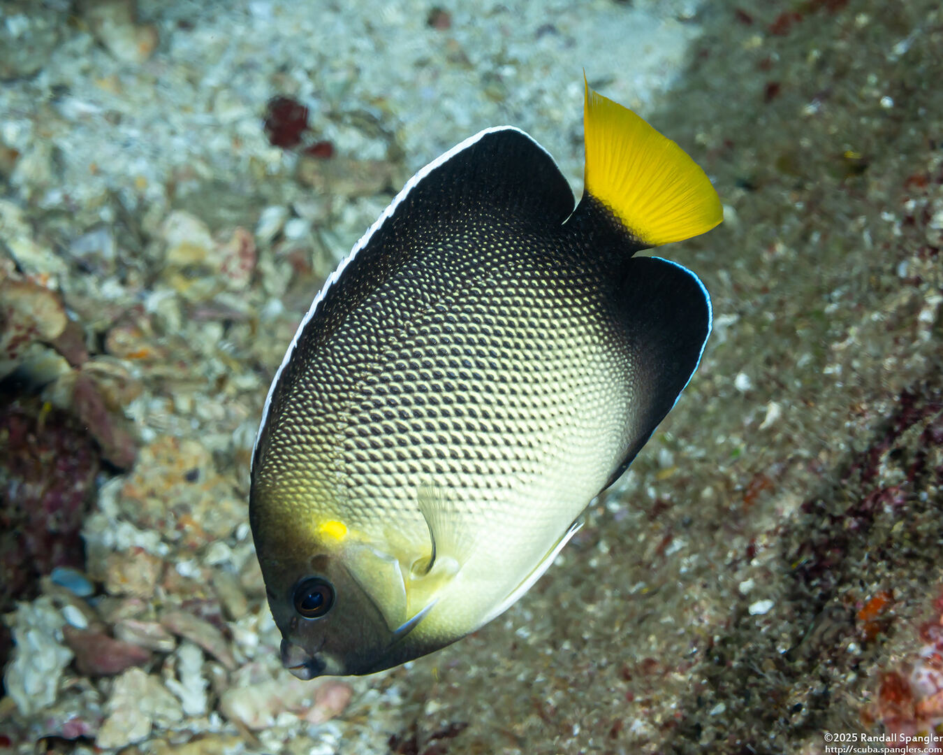 Apolemichthys xanthurus (Indian Yellowtail Angelfish)