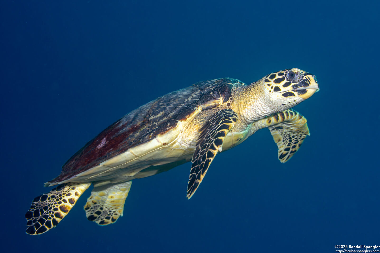 Eretmochelys imbricata (Hawksbill Turtle)
