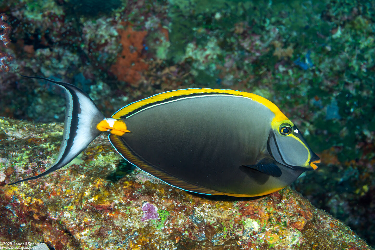 Naso elegans (Elegant Unicornfish)