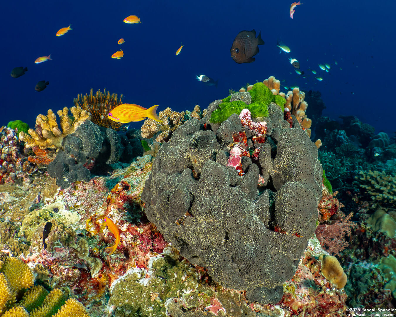 Coscinoderma mathewsi (Coscinoderma Mathewsi)