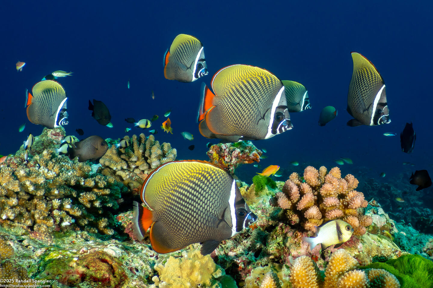 Chaetodon collare (White Collar Butterflyfish)