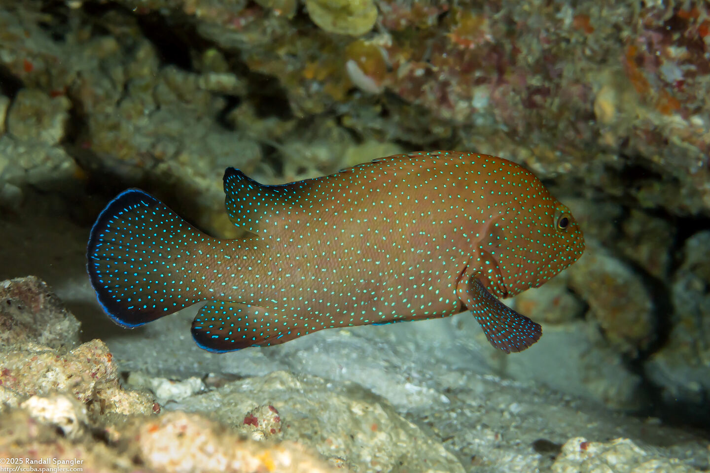 Cephalopholis polyspila (Starry Grouper)