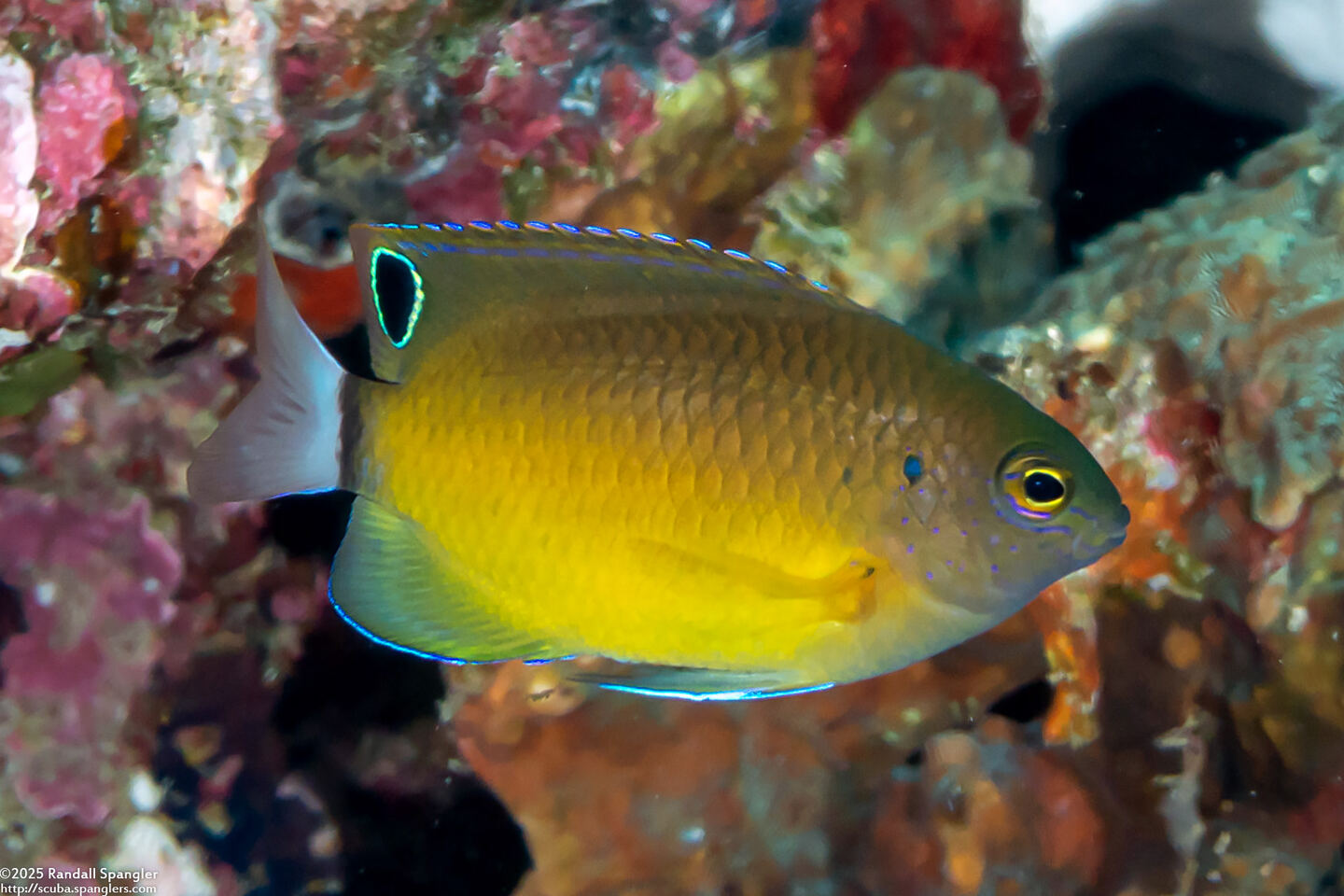 Pomacentrus bankanensis (Speckled Damsel)