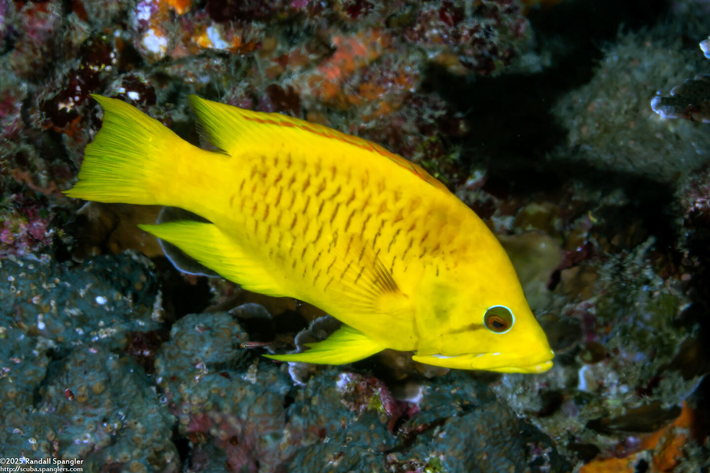 Epibulus insidiator (Slingjaw Wrasse)