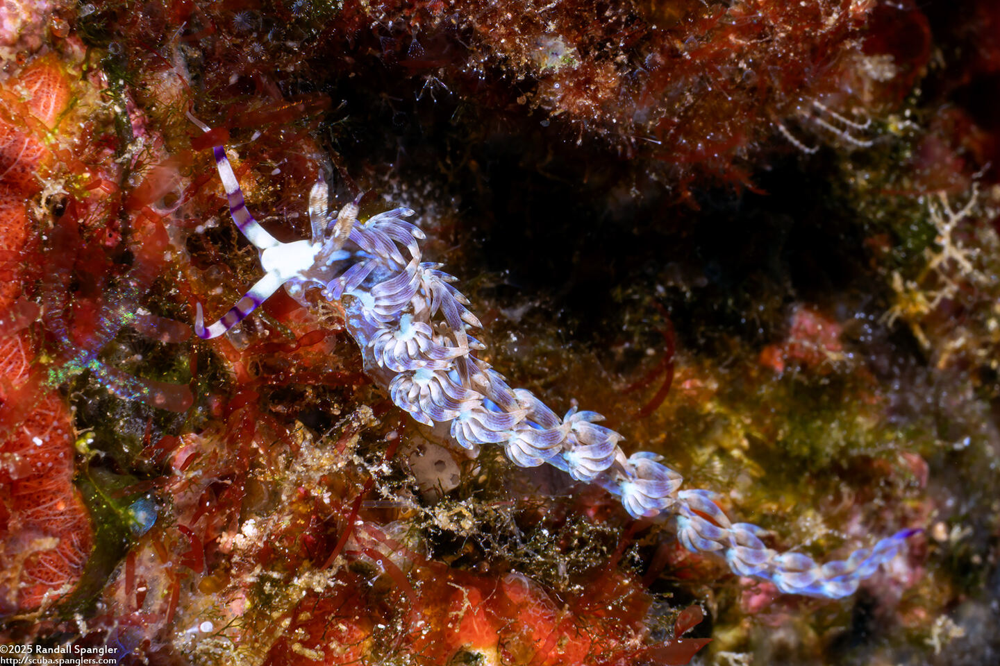 Pteraeolidia semperi (Blue Dragon Nudibranch)