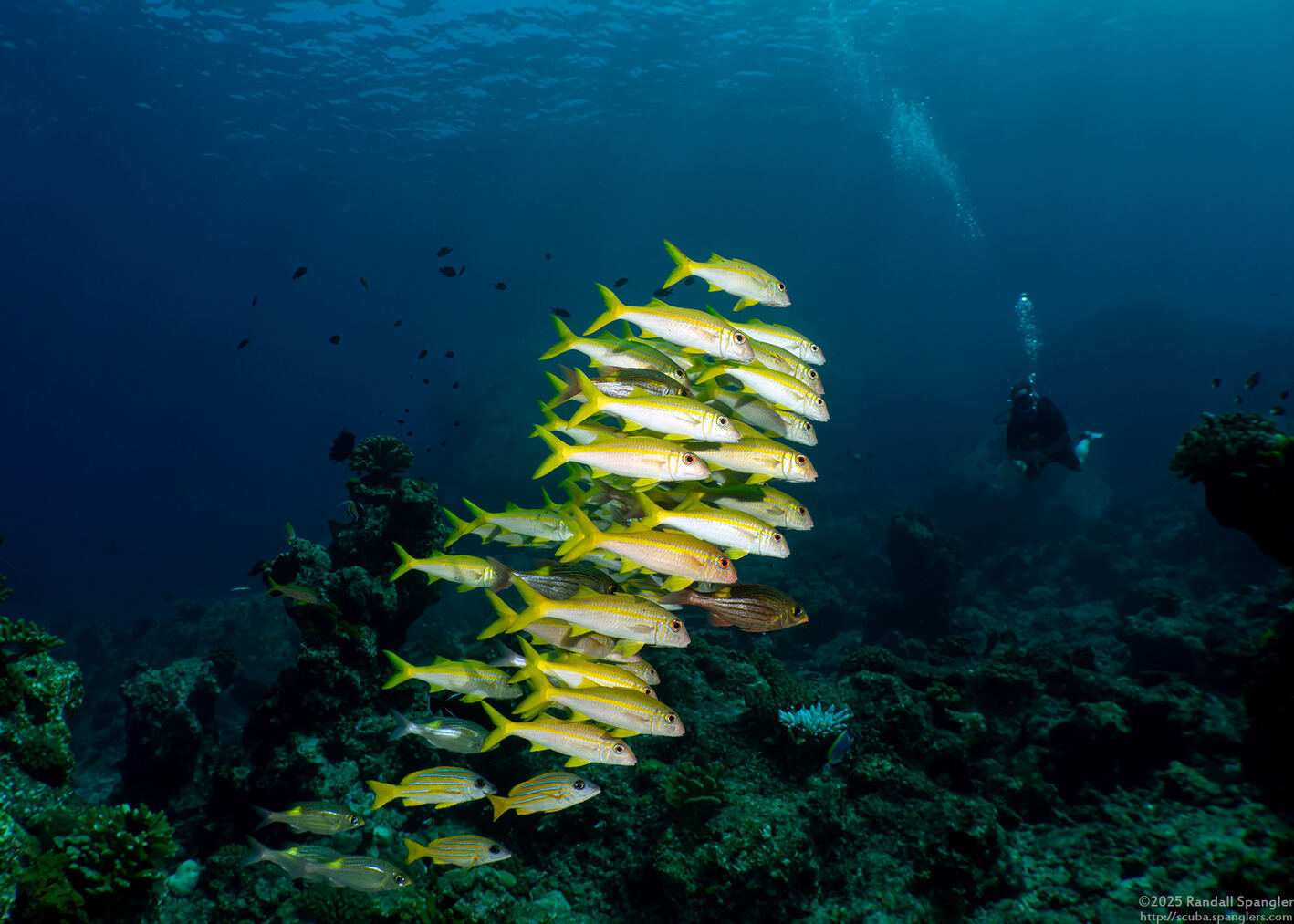 Mulloidichthys vanicolensis (Yellowfin Goatfish)