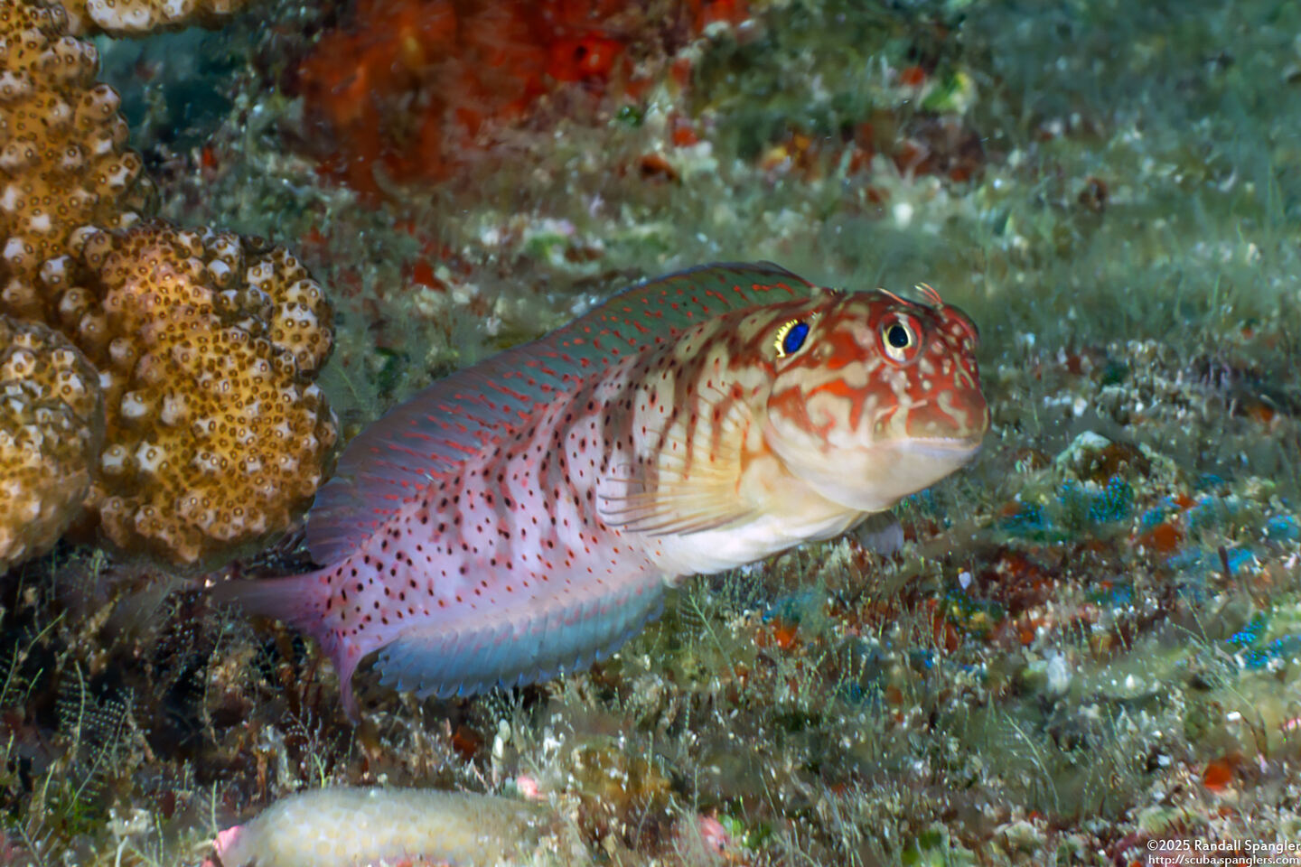 Cirripectes auritus (Eared Blenny)