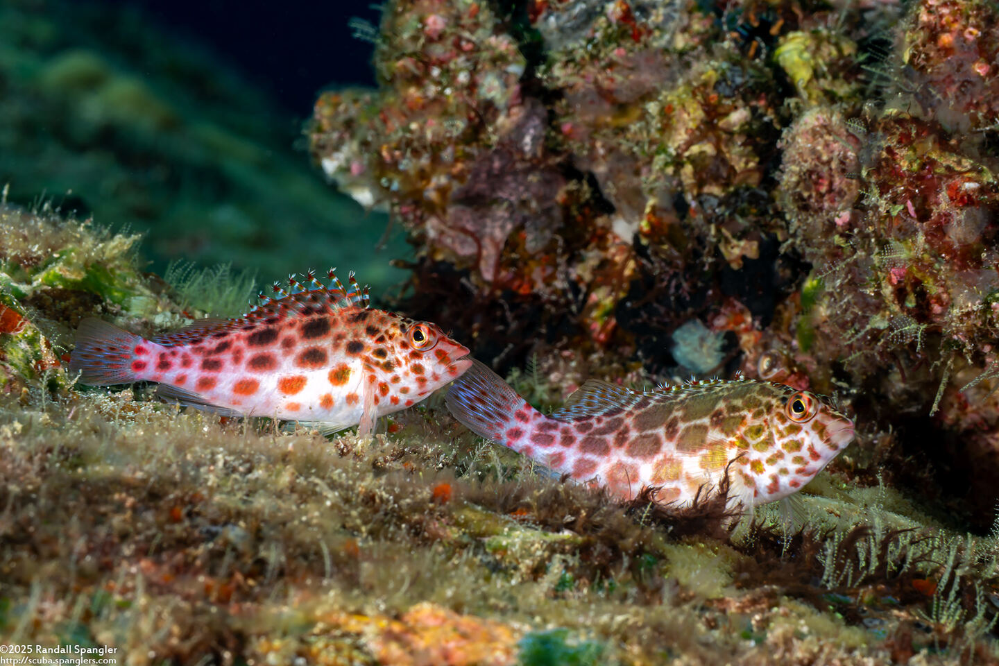 Cirrhitichthys oxycephalus (Pixy Hawkfish)