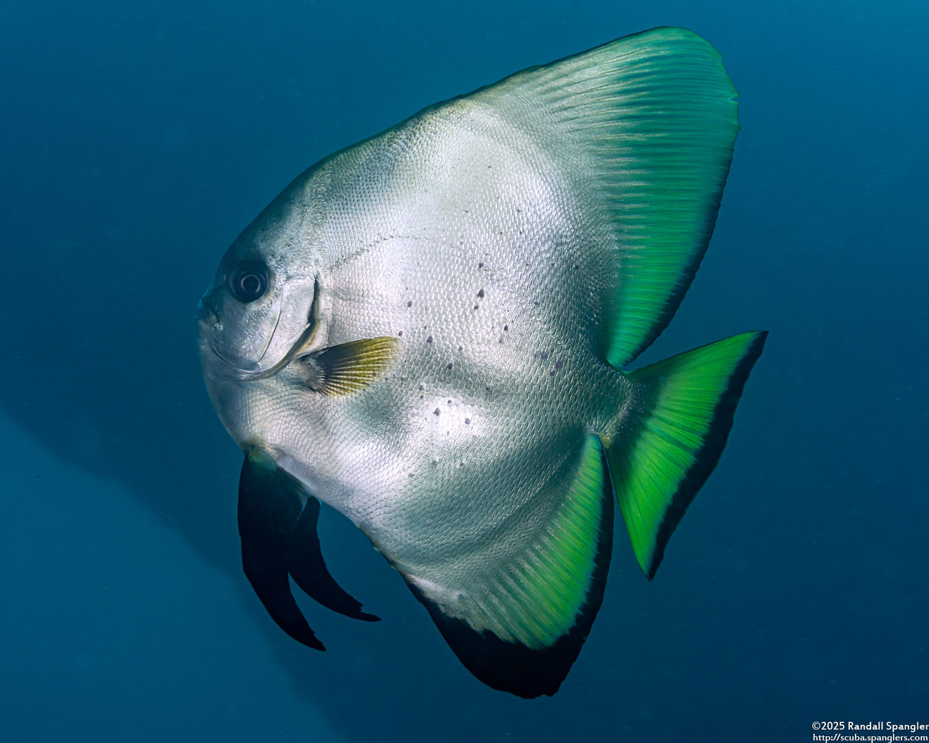 Platax boersii (Golden Spadefish)