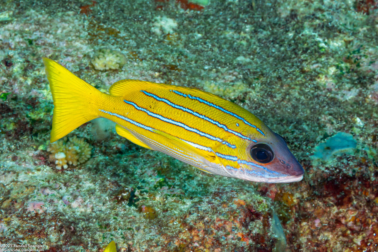 Lutjanus kasmira (Bluestripe Snapper)
