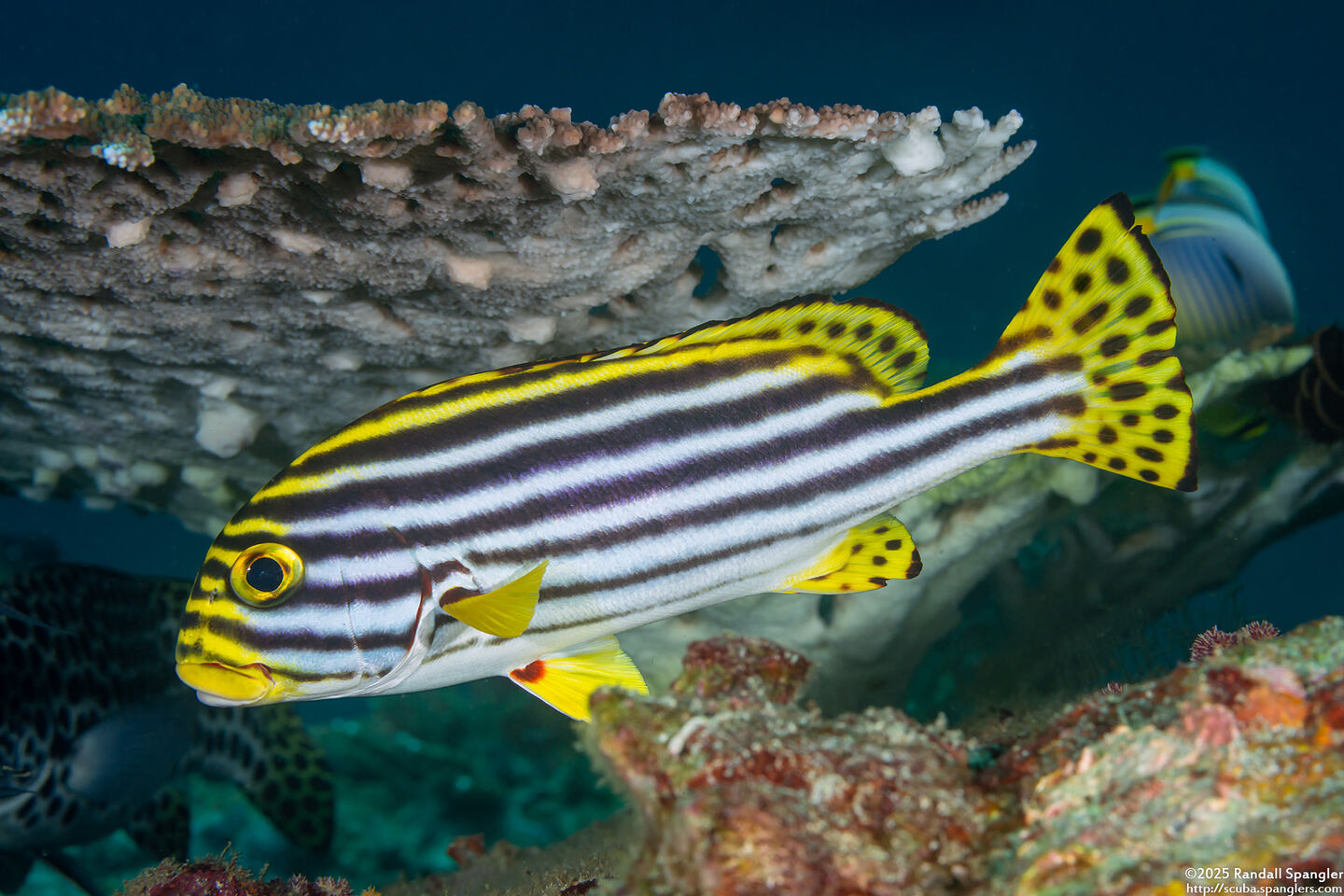 Plectorhinchus vittatus (Oriental Sweetlips)