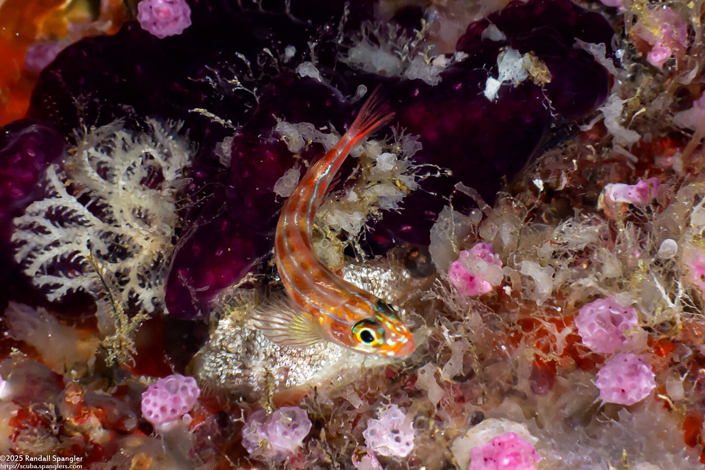 Helcogramma cf. striata (Checkered Triplefin)