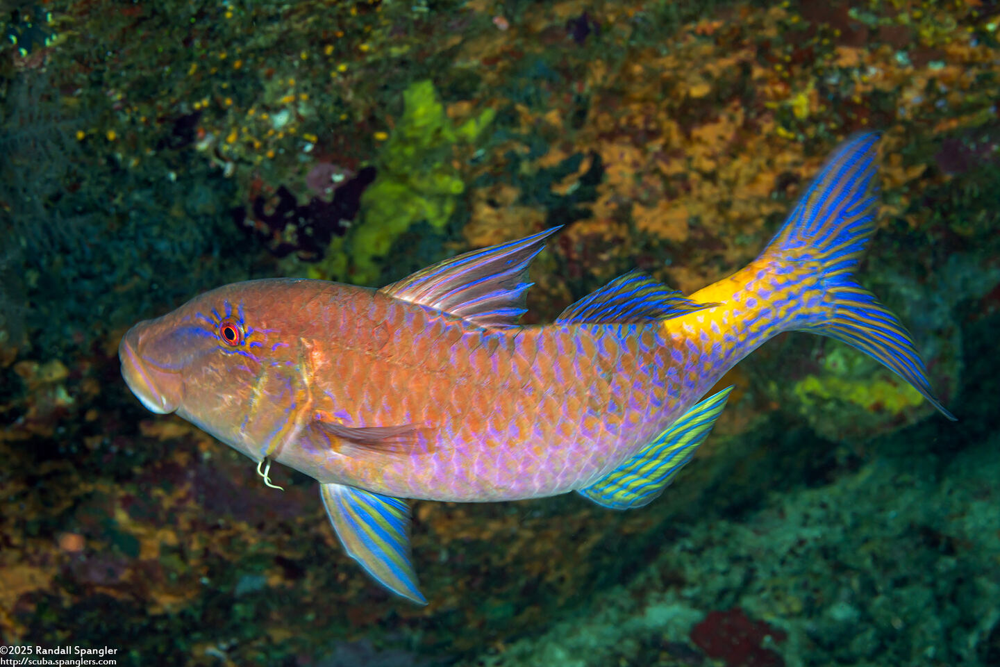 Parupeneus cyclostomus (Goldsaddle Goatfish)