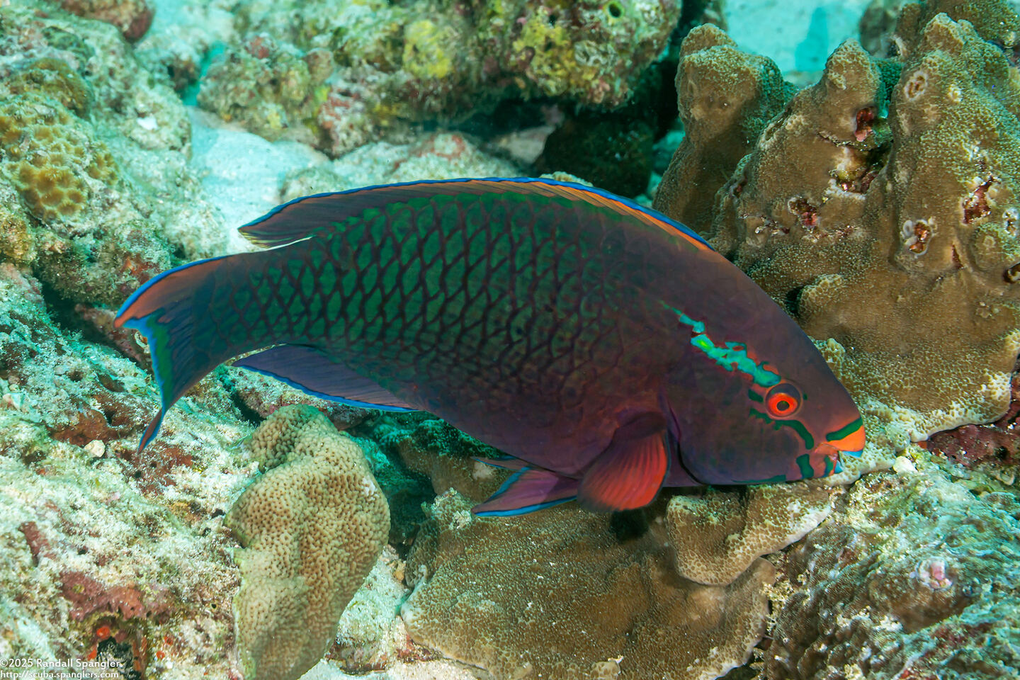 Scarus niger (Dusky Parrotfish)