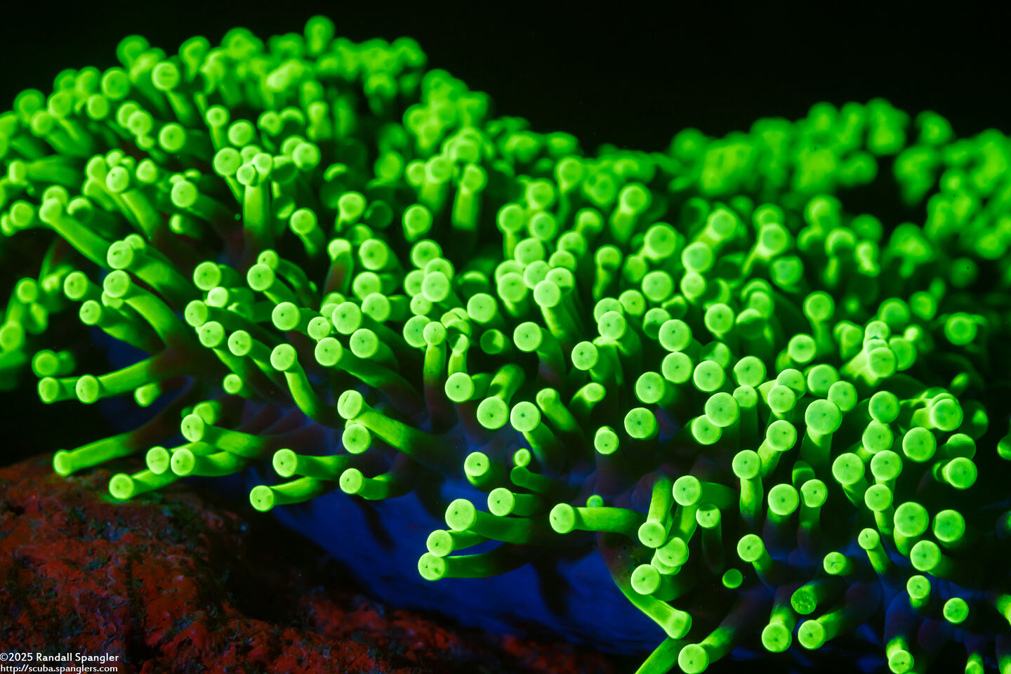 Heteractis magnifica (Magnificent Sea Anemone)