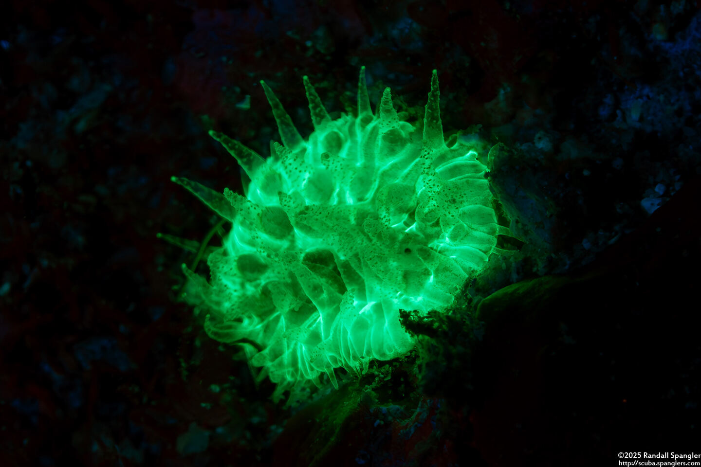 Balanophyllia sp.1 (Balanophyllia sp.1)