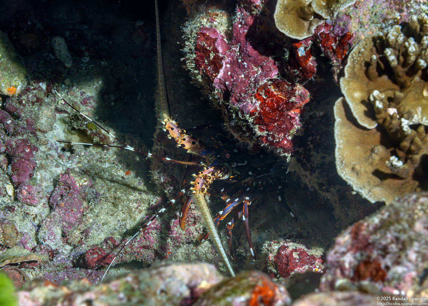 Panulirus femoristriga (Stripe-Leg Spiny Lobster)