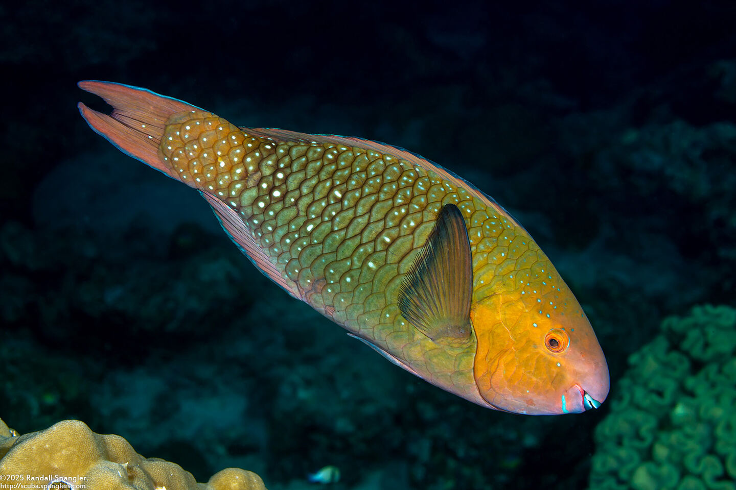 Scarus prasiognathos (Greenthroat Parrotfish)