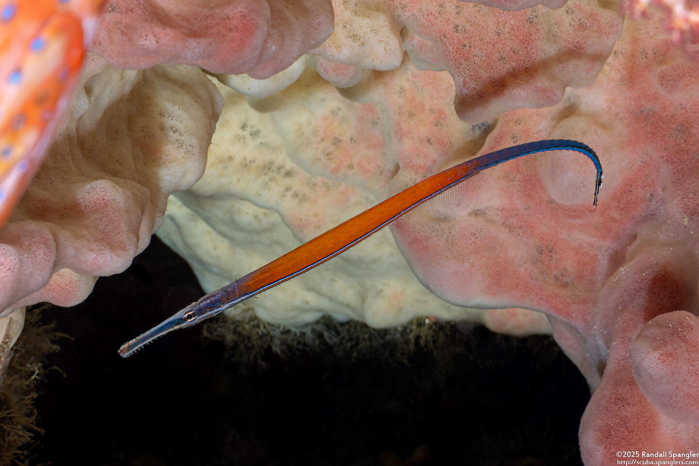 Doryrhamphus janssi (Janss' Pipefish)