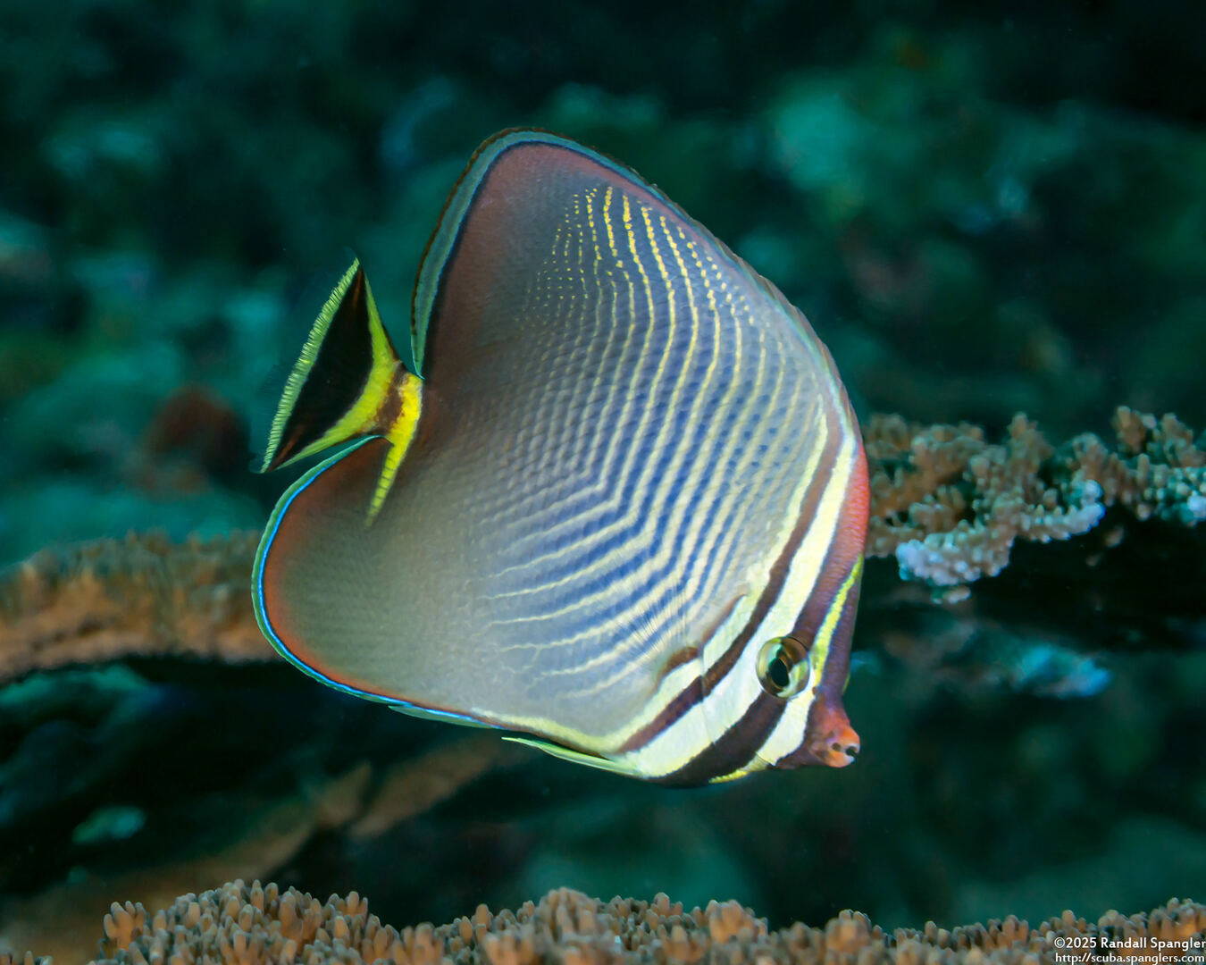 Chaetodon triangulum (Triangular Butterflyfish)