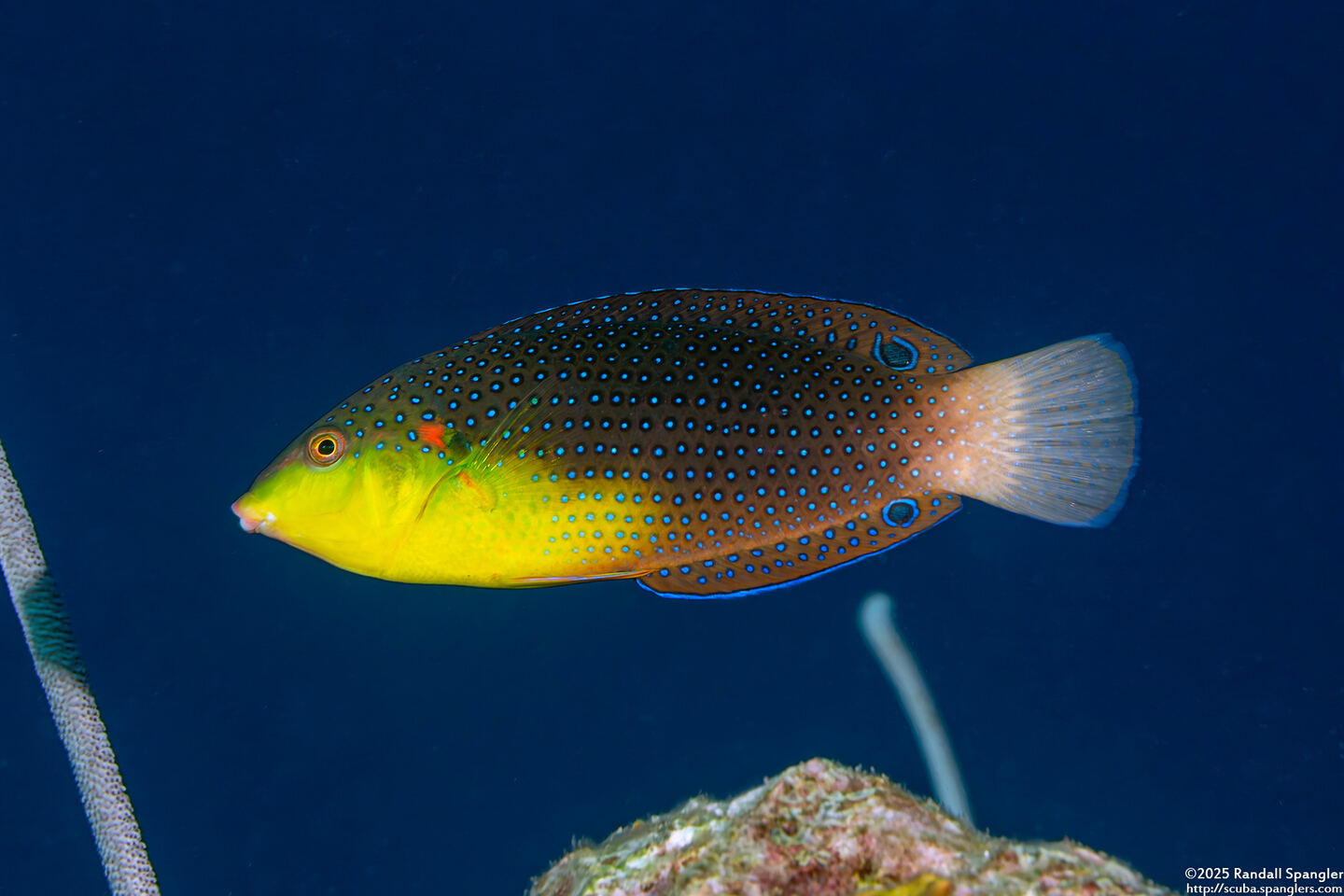 Anampses twistii (Yellow-Breasted Wrasse)