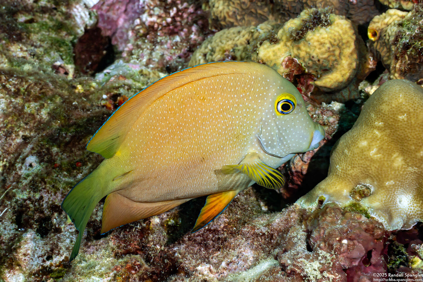 Ctenochaetus truncatus (Yelloweye Bristletooth)