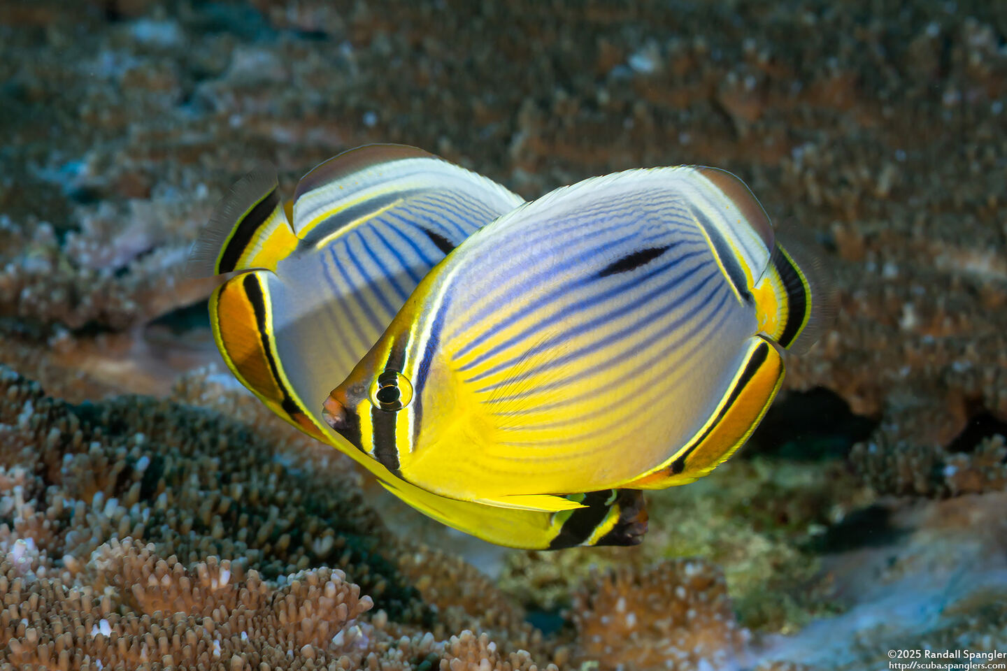 Chaetodon trifasciatus (Indian Redfin Butterflyfish)