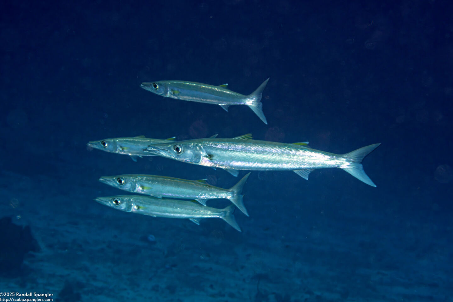Sphyraena forsteri (Bigeye Barracuda)