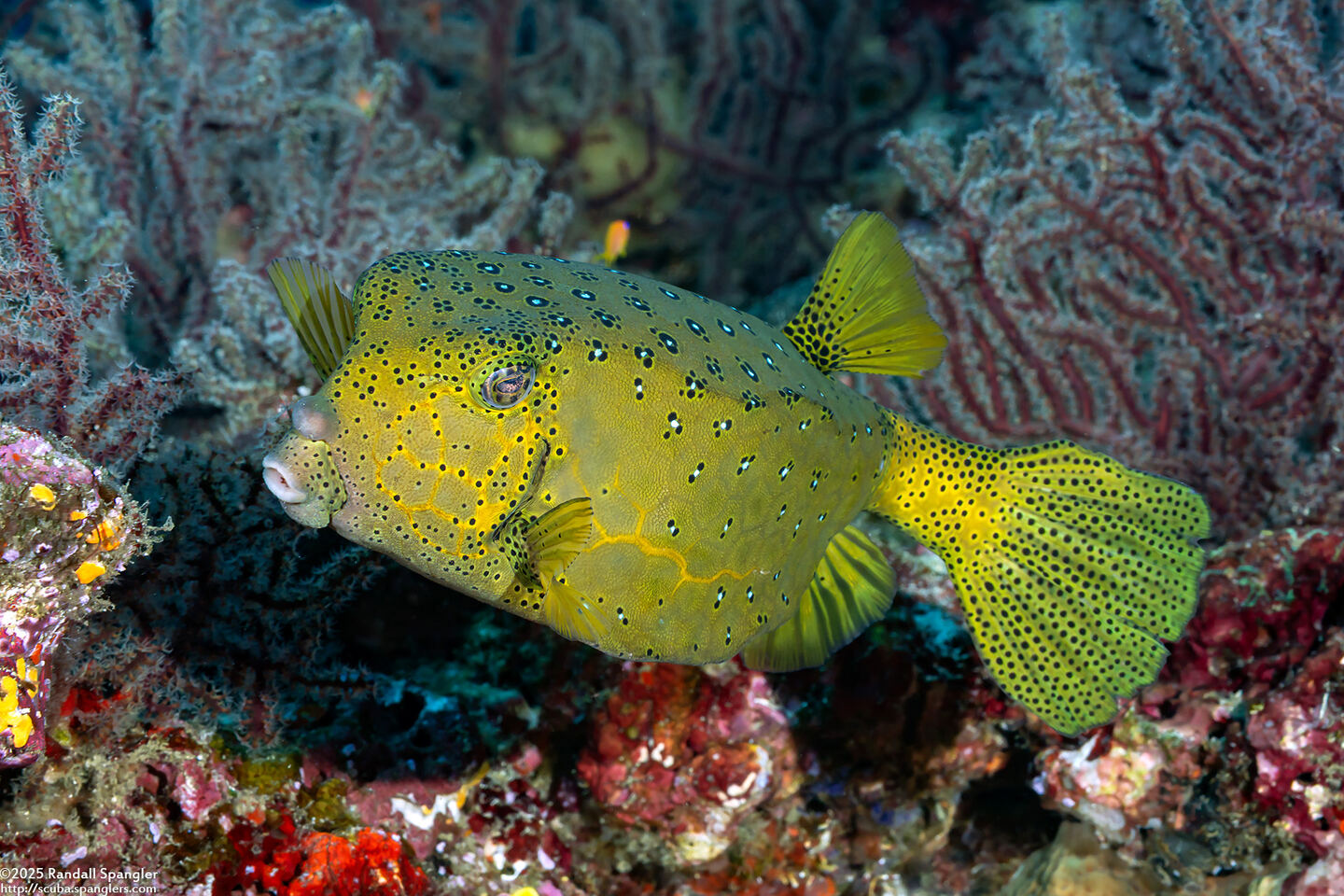 Ostracion cubicum (Yellow Boxfish)