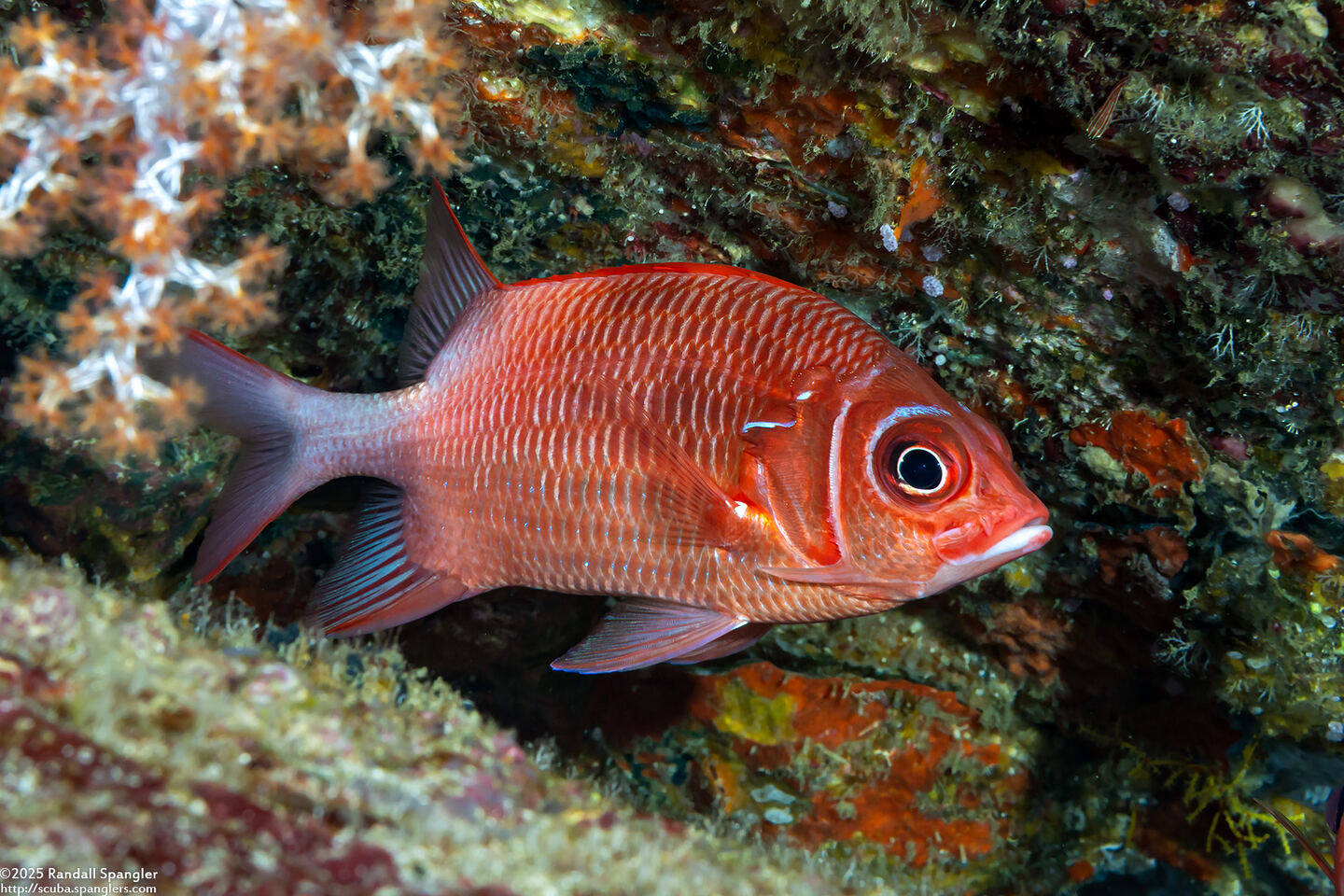 Sargocentron caudimaculatum (Tailspot Squirrelfish)