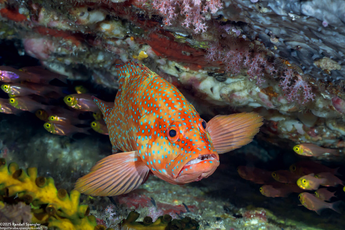 Cephalopholis miniata (Coral Grouper)