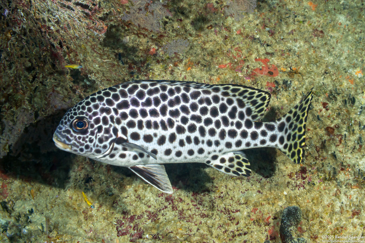 Plectorhinchus macrospilus (Andaman Sweetlips)