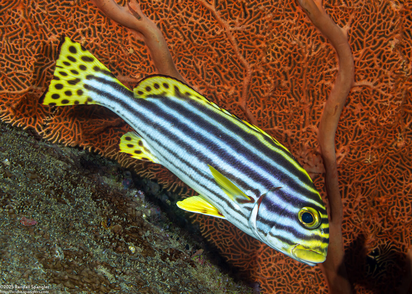 Plectorhinchus vittatus (Oriental Sweetlips)