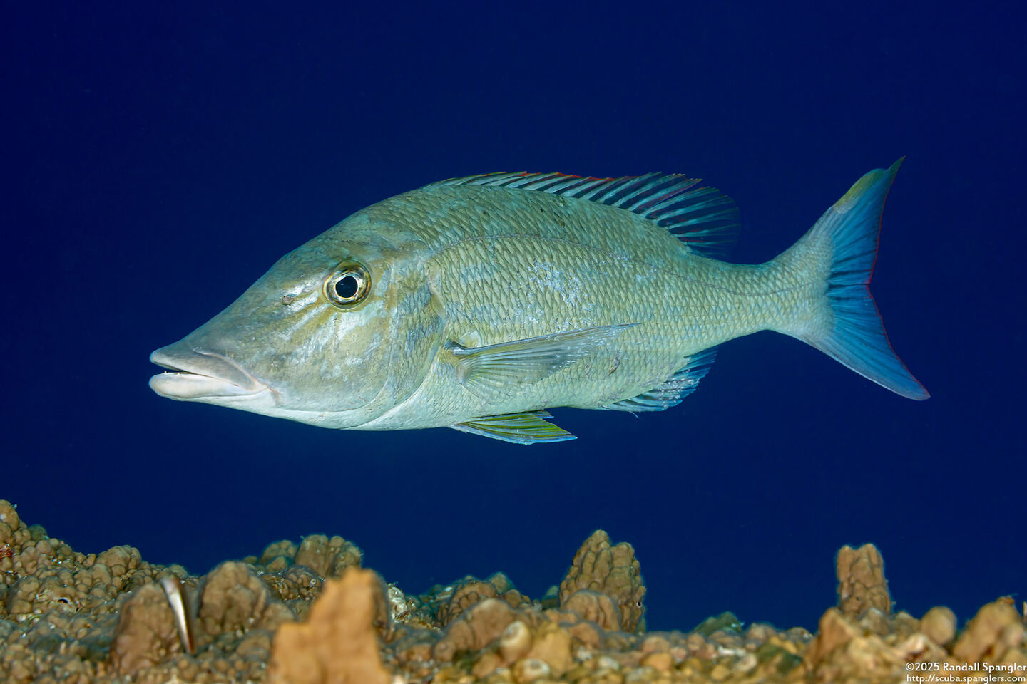 Lethrinus microdon (Smalltooth Emperor)