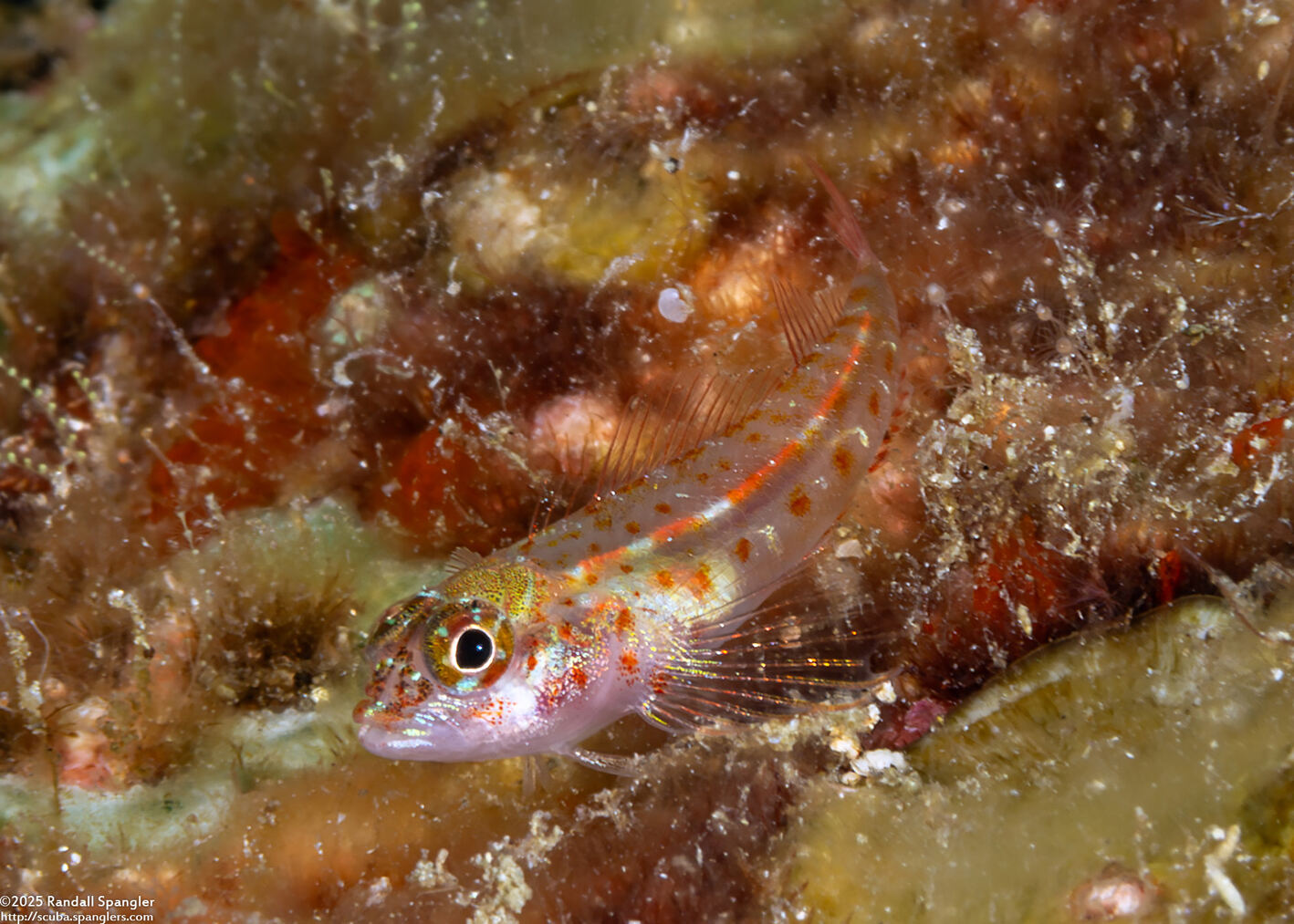 Helcogramma rhinoceros (Rhinoceros Triplefin)
