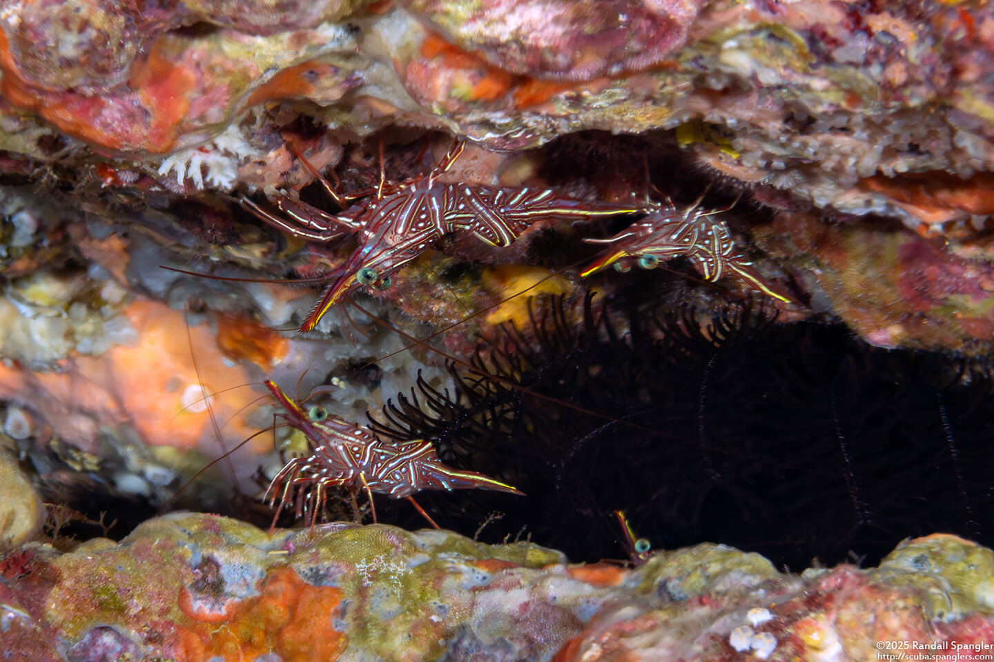 Rhynchocinetes durbanensis (Dancing Shrimp)