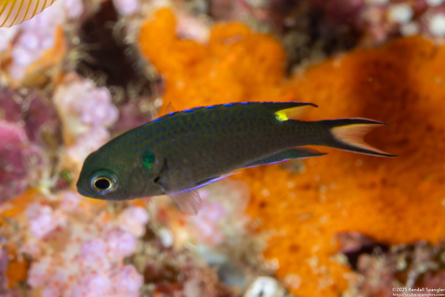 Neopomacentrus cyanomos (Regal Demoiselle)