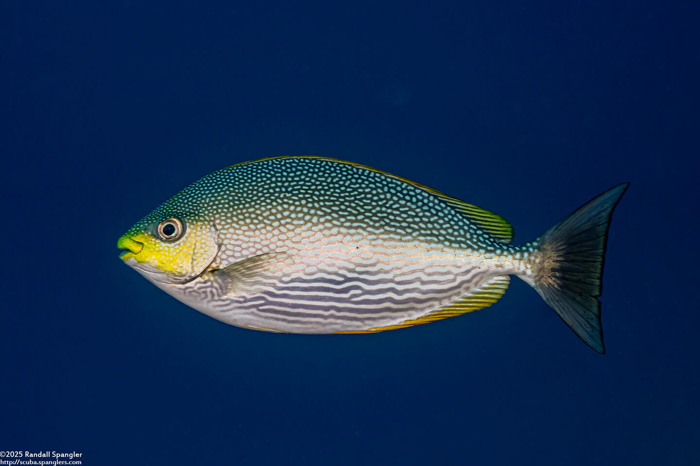 Siganus javus (Java Rabbitfish)