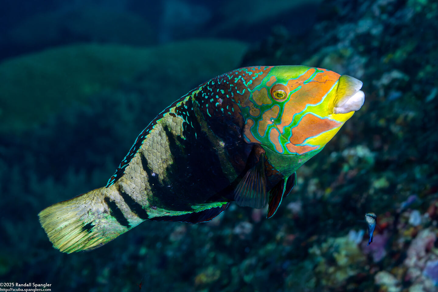 Hemigymnus fasciatus (Barred Thicklip)