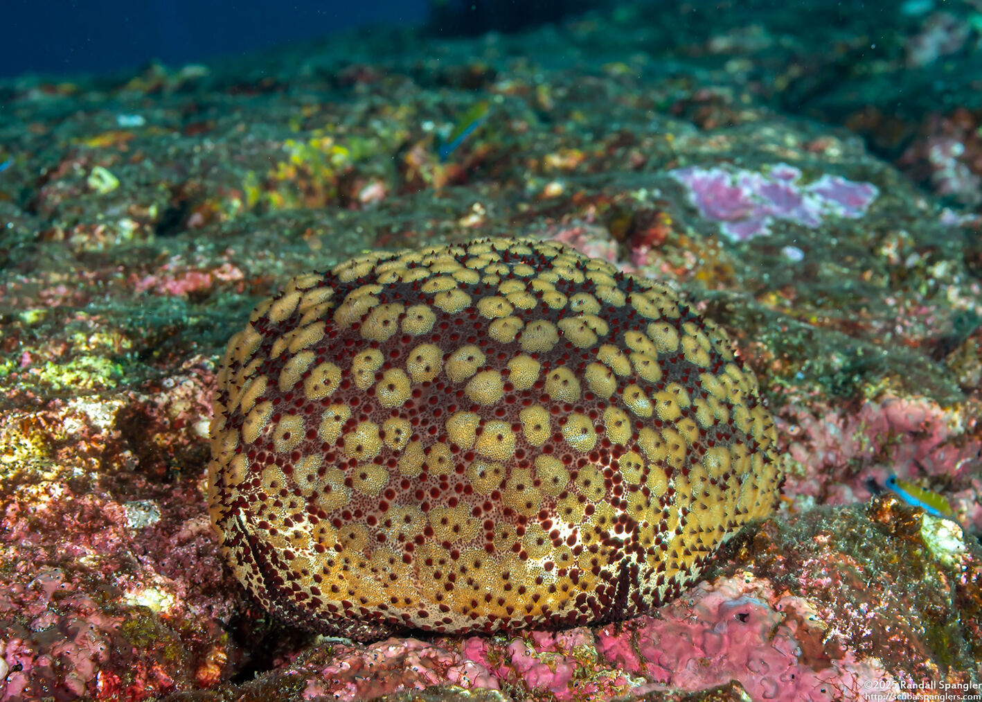 Culcita schmideliana (Spiny Cushion Star)