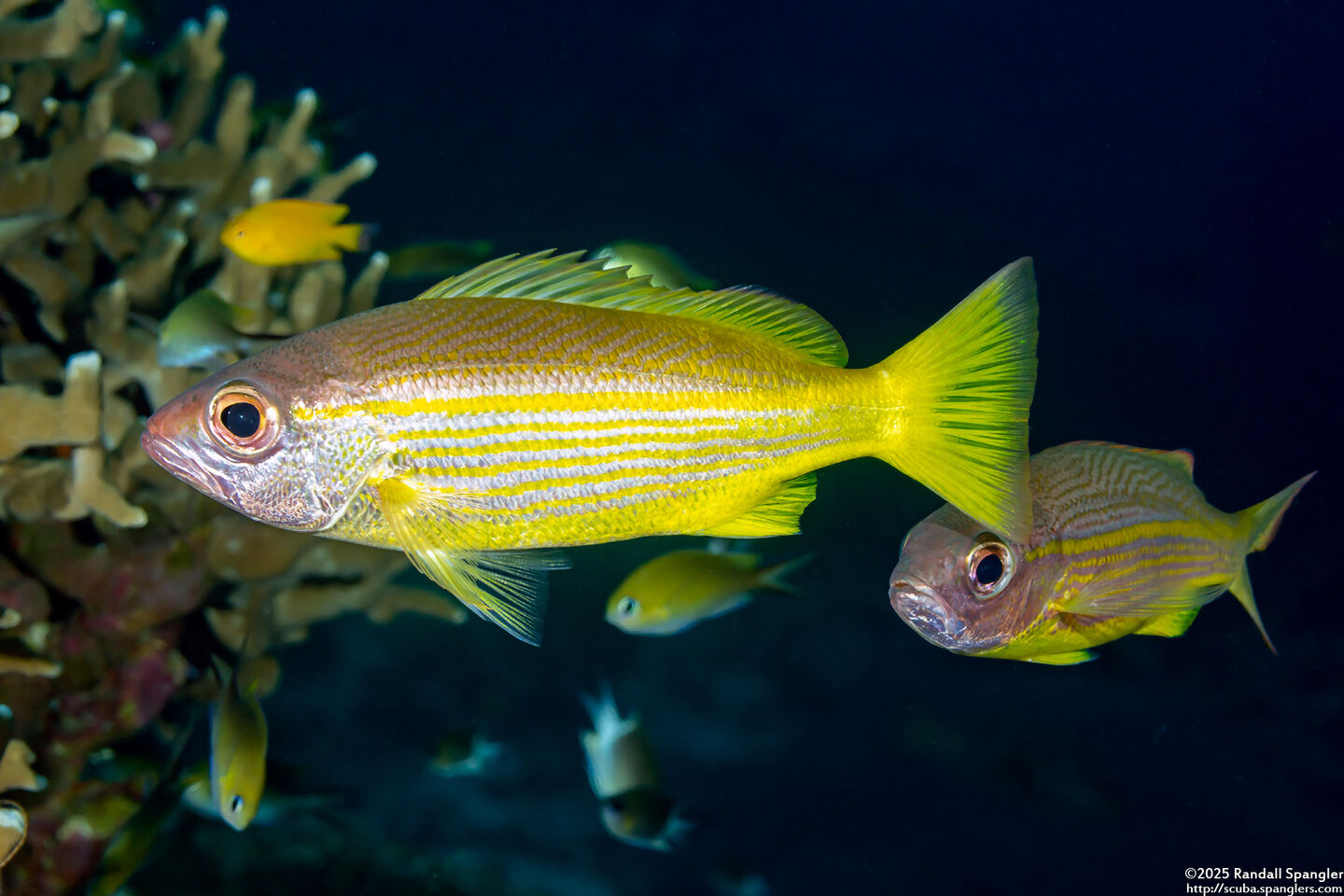 Lutjanus lutjanus (Bigeye Snapper)