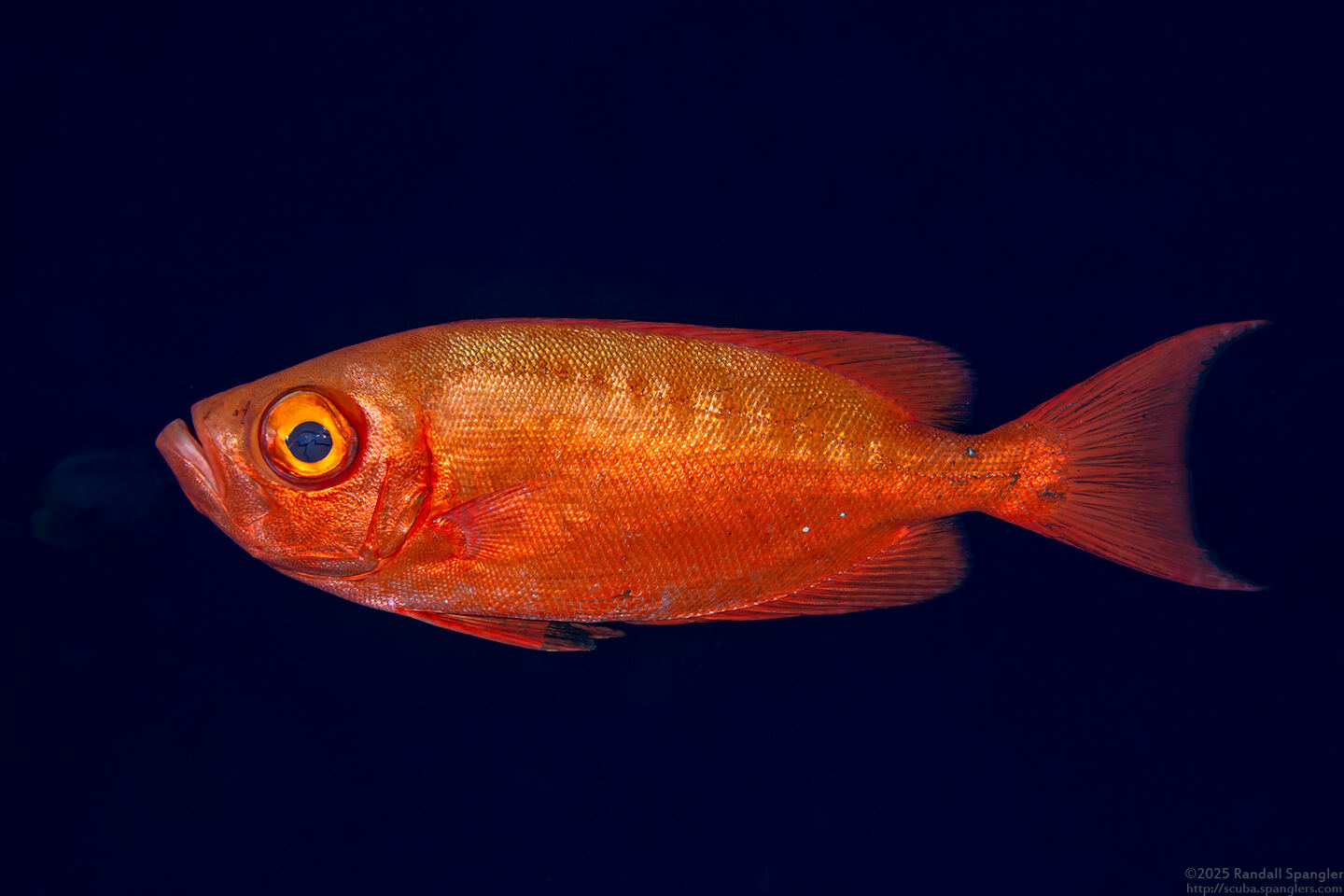 Priacanthus hamrur (Crescent-Tail Bigeye)