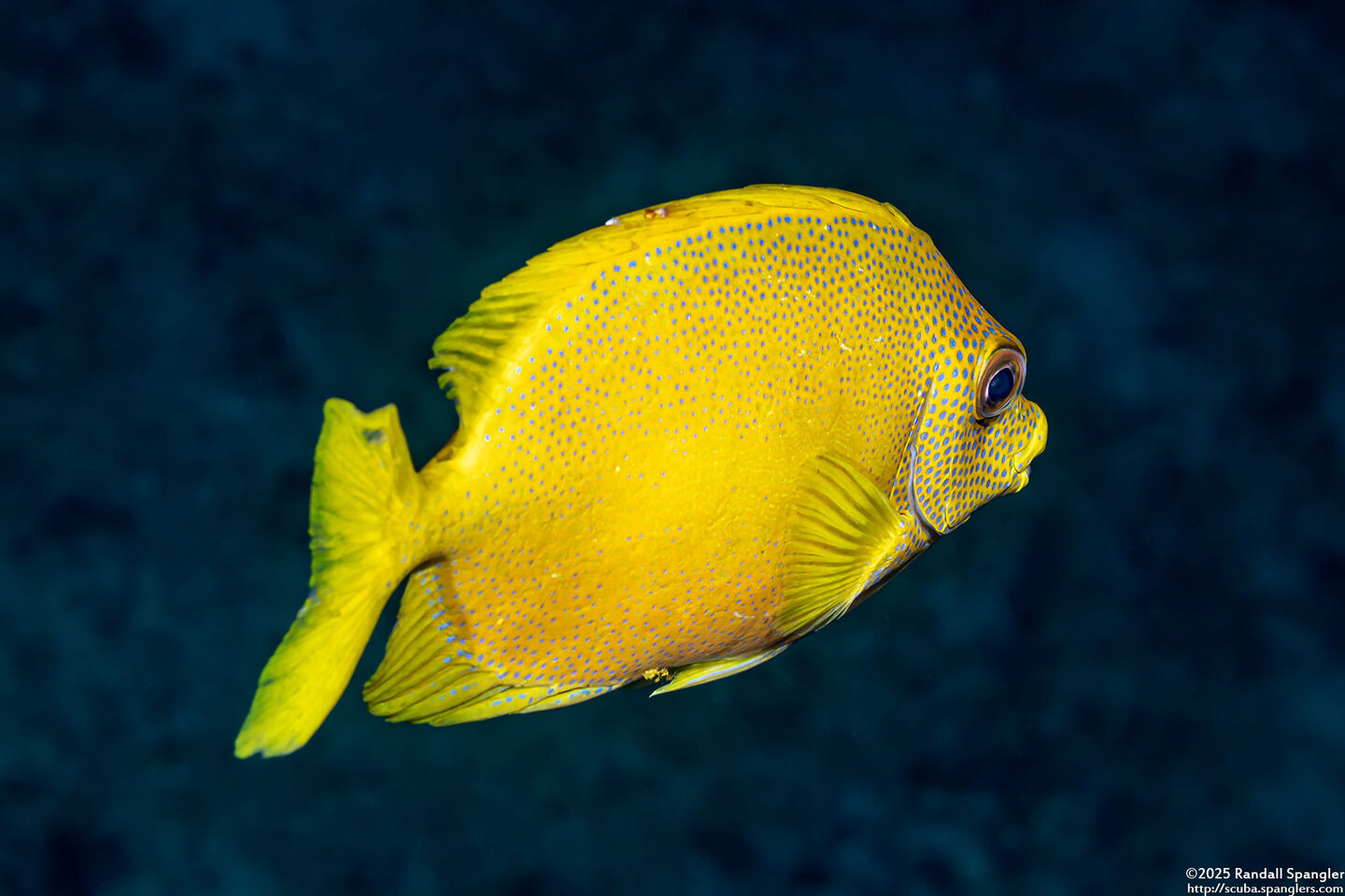 Siganus puelloides (Blackeye Rabbitfish)