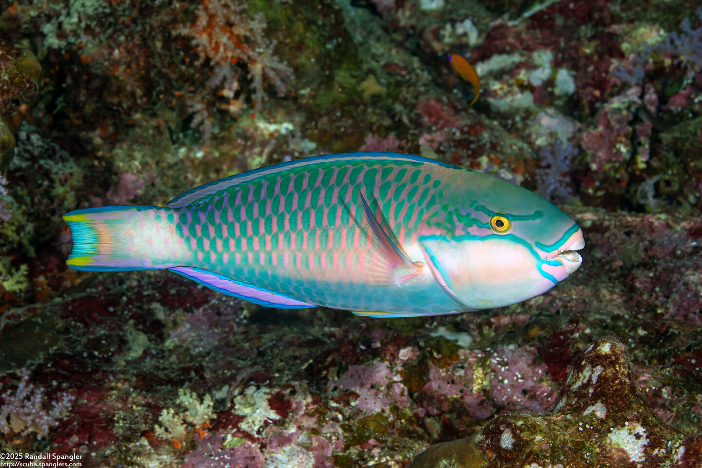Chlorurus capistratoides (Indian Parrotfish)