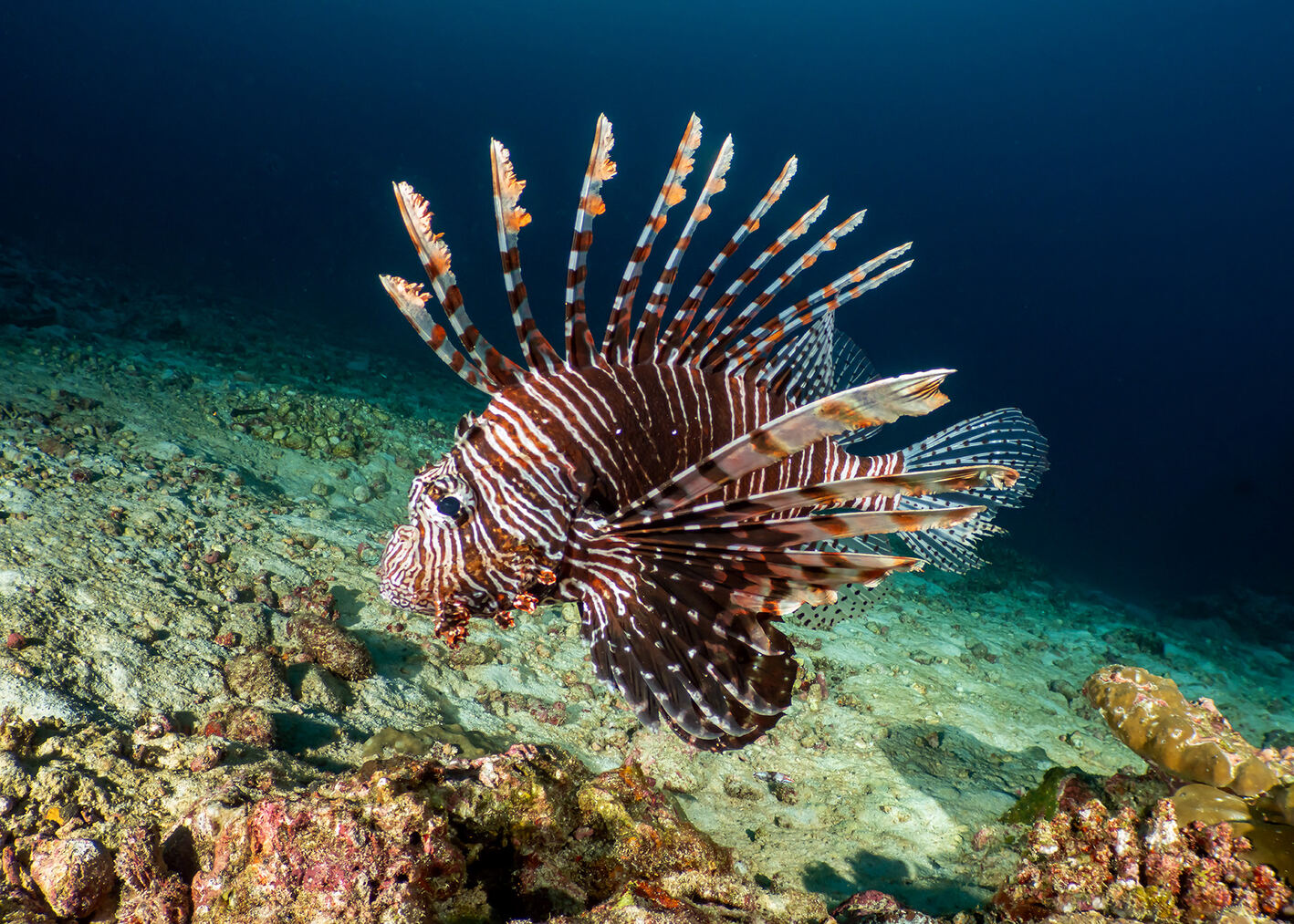 Pterois miles (Indian Lionfish)
