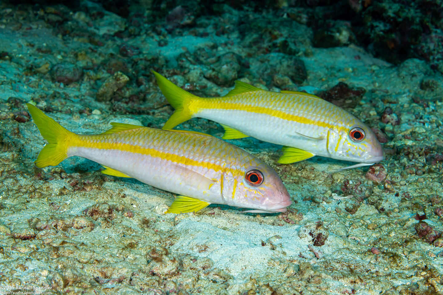 Mulloidichthys vanicolensis (Yellowfin Goatfish)